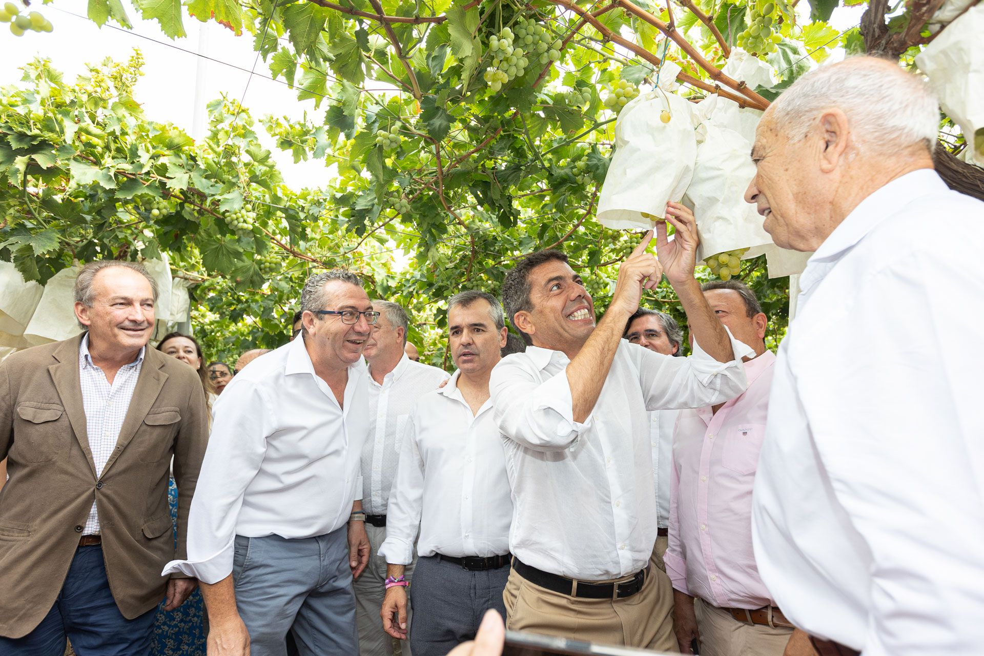 Mazón y Pérez participan en el primer corte de "Uva  de Mesa Embolsada del Vinalopó"