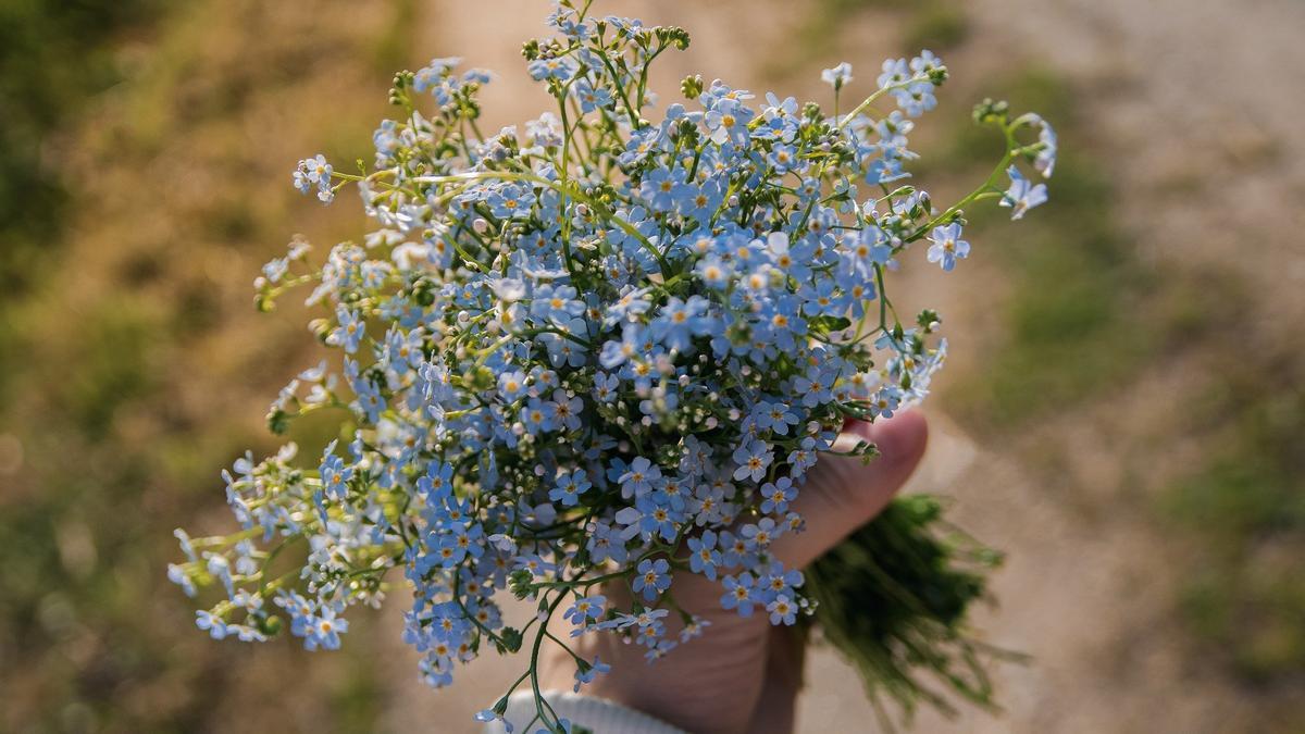 Planta no me olvides | La flor azul más vistosa y fácil de cuidar para  decorar tu hogar