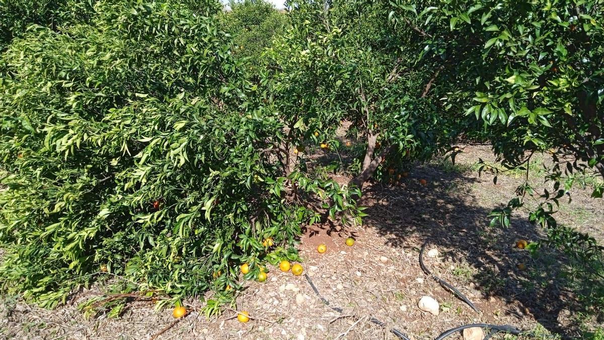 Campo de cítricos arrasado por el viento en un municipio de La Ribera.
