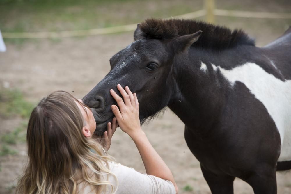 'Coaching' con caballos para empresarios