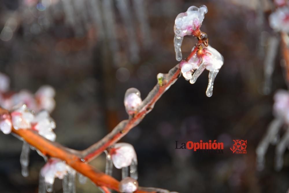 Helada en Cieza 9 de febrero de 2018