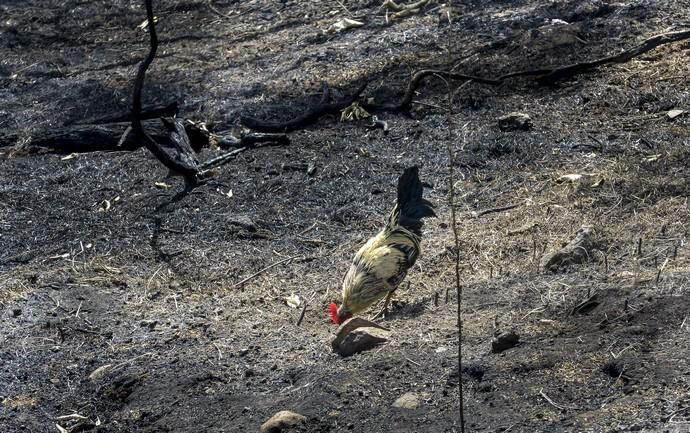 24/09/2017 CRUZ DE TEJEDA. Vuelta a la normalidad tras el incendio en la Cumbre de Gran Canaria. FOTO: J. PÉREZ CURBELO