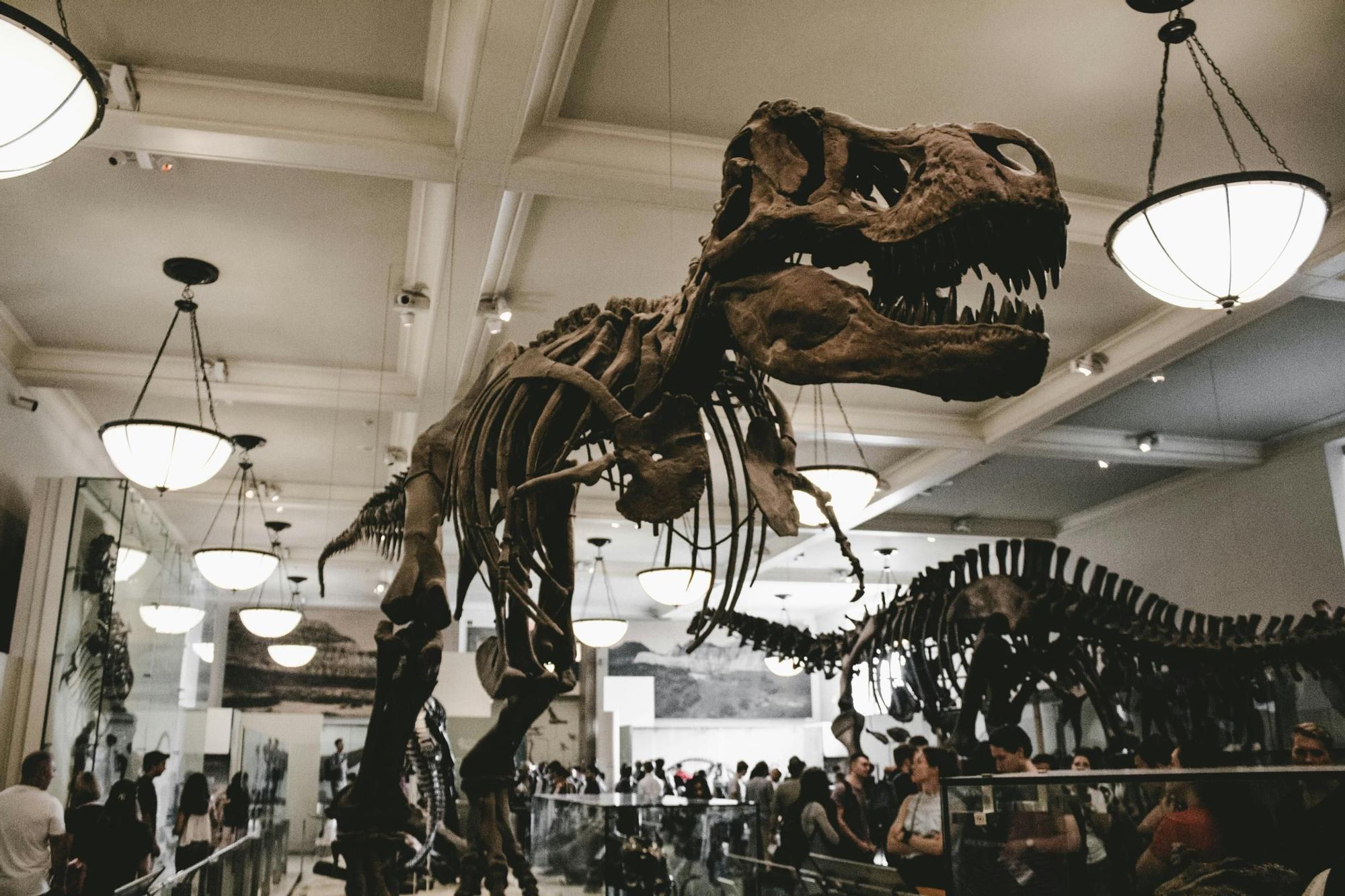 El mítico T-Rex en el Museo Nacional de Historia Natural de Nueva York