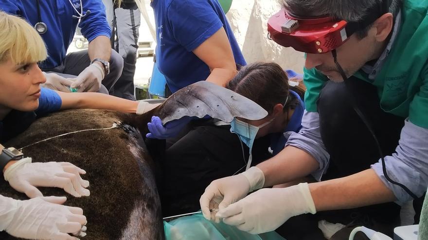 El Oceanogràfic y la Universidad Católica tratan a una leona marina con problemas respiratorios