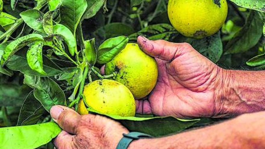 Bravo comprueba los daños en su cosecha de naranjas.  | | A.R.