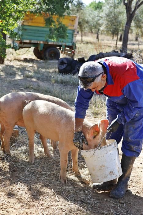 Auf Can Frau in Son Espanyol lässt Xisco Menguiano die Jungschweine unter Bäumen weiden und füttert gesunde Kost.