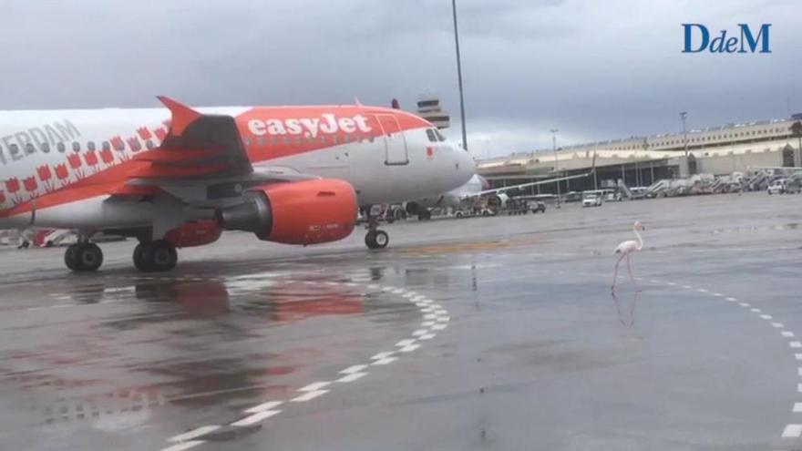 Un flamenco en la pista del aeropuerto de Palma