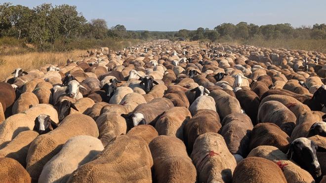 Los últimos nómadas de la Península Ibérica: una esencia pastoril pura en “Peligro de Extinción”