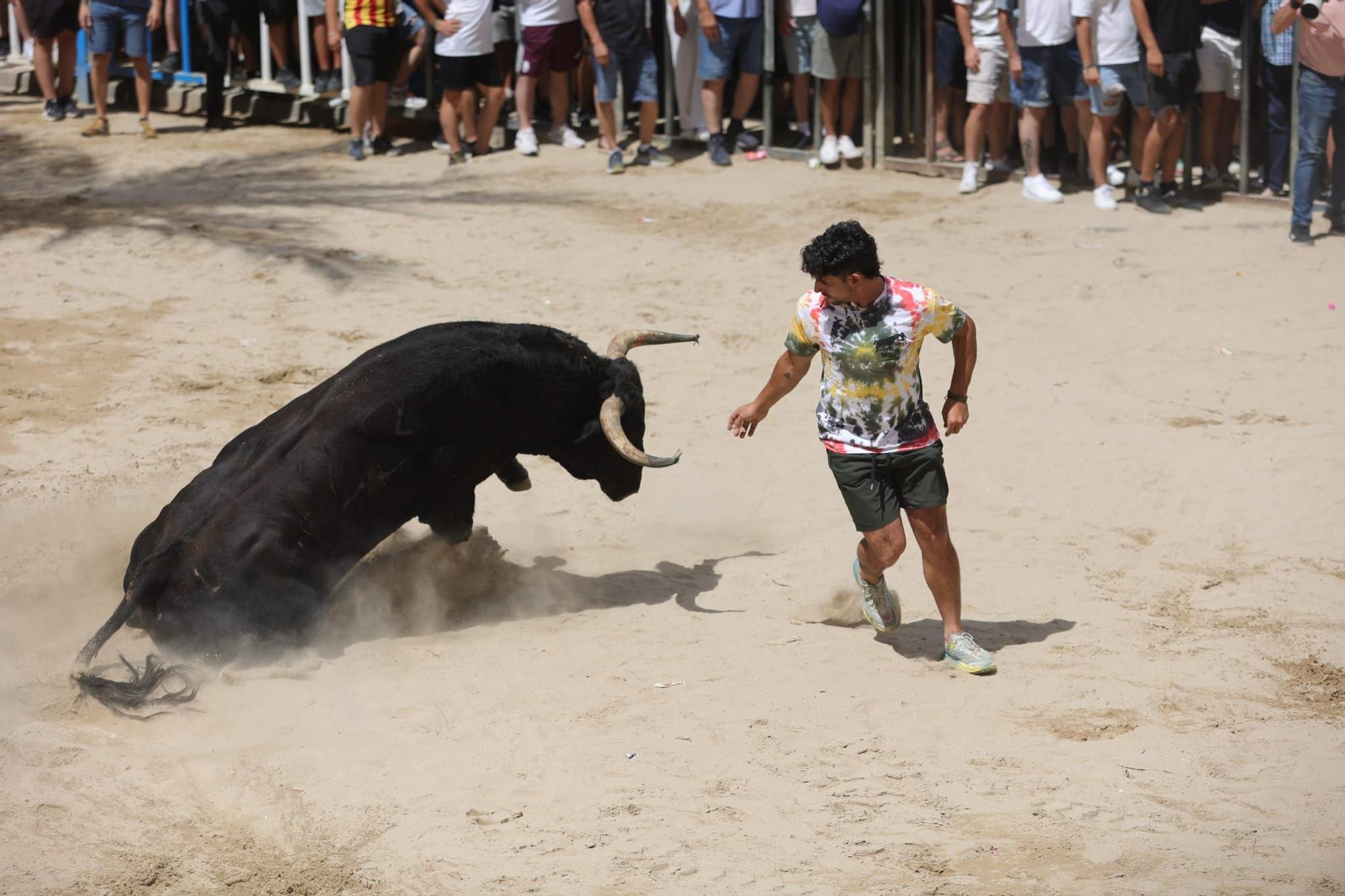 Encierro de cerriles y prueba del toro en las fiestas de Sant Pere del Grau