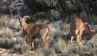 La Comunidad quiere dejar vía libre a la caza del arruí sin limitaciones en la Región