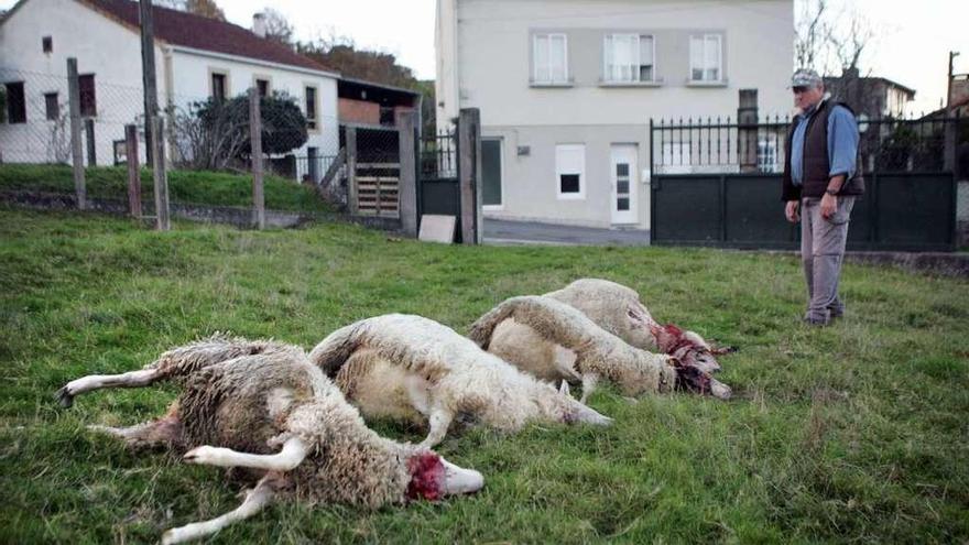 Las ovejas, en la finca donde fueron atacadas, con las casas a pocos metros. // Bernabé/Luismy