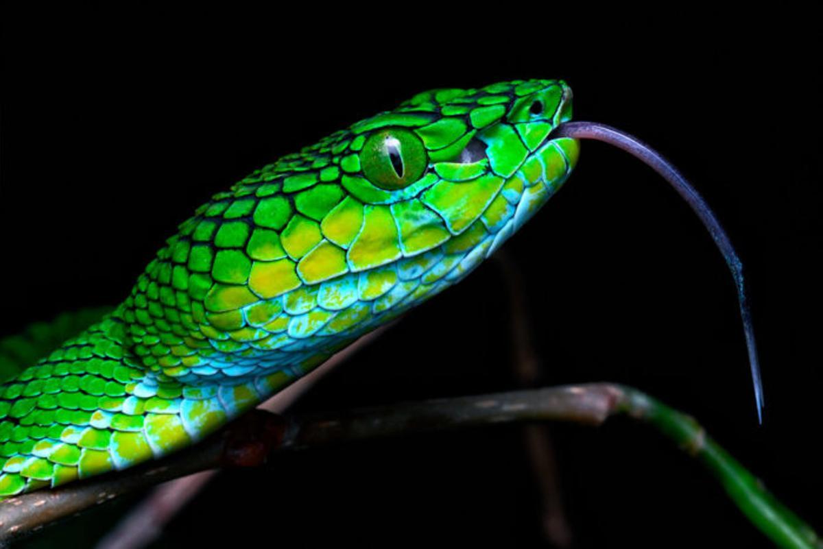 Cara a cara con la Trimeresurus gunaleni en Benidorm: una oportunidad única de ver una serpiente extremadamente rara.