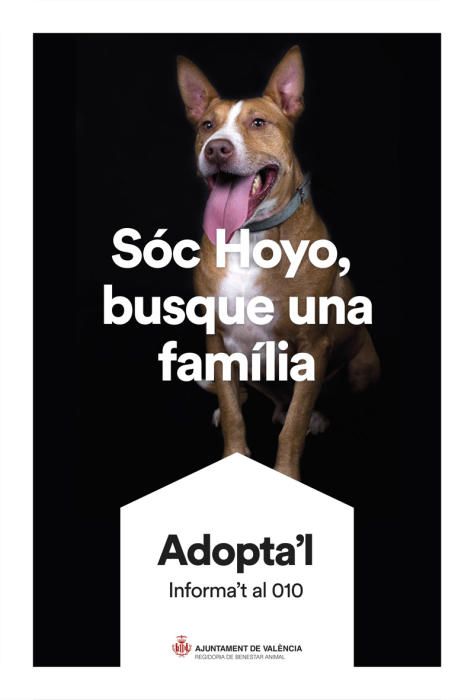 València pone cara y nombre a los perros de Benimàmet que buscan familia de adopción