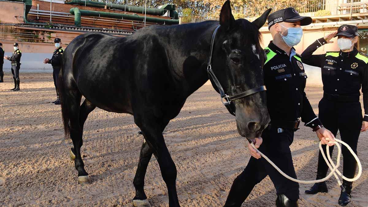 Trueno se jubila. El caballo más querido de la Guardia Urbana ha acabado su servicio.