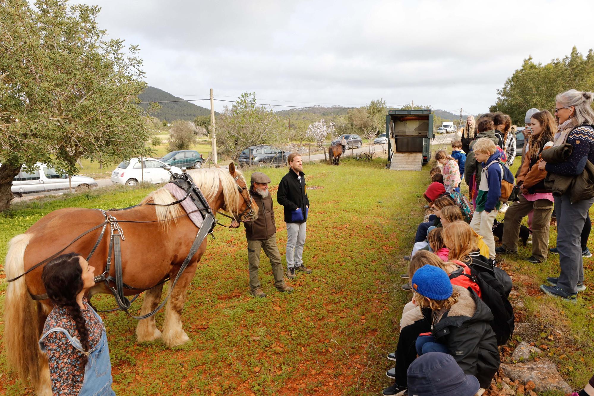 Galería de imágenes de la 'Festa de la Sitja' de Santa Agnès