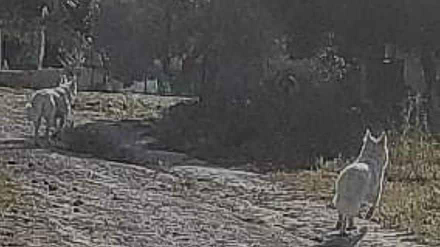 Nuevo ataque de perros a ovejas en tres fincas entre Santa Margalida y Muro