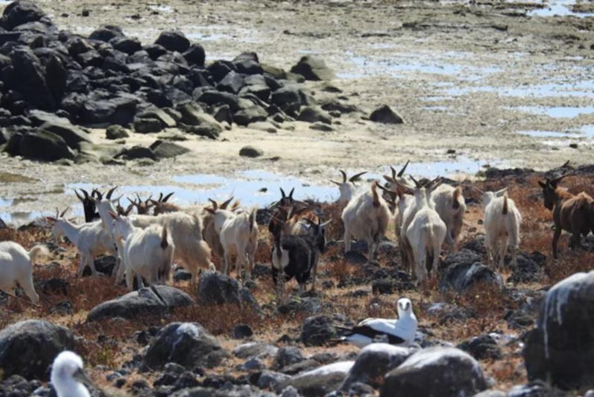 Un grupo de cabras, en la isla de Santa Bárbara