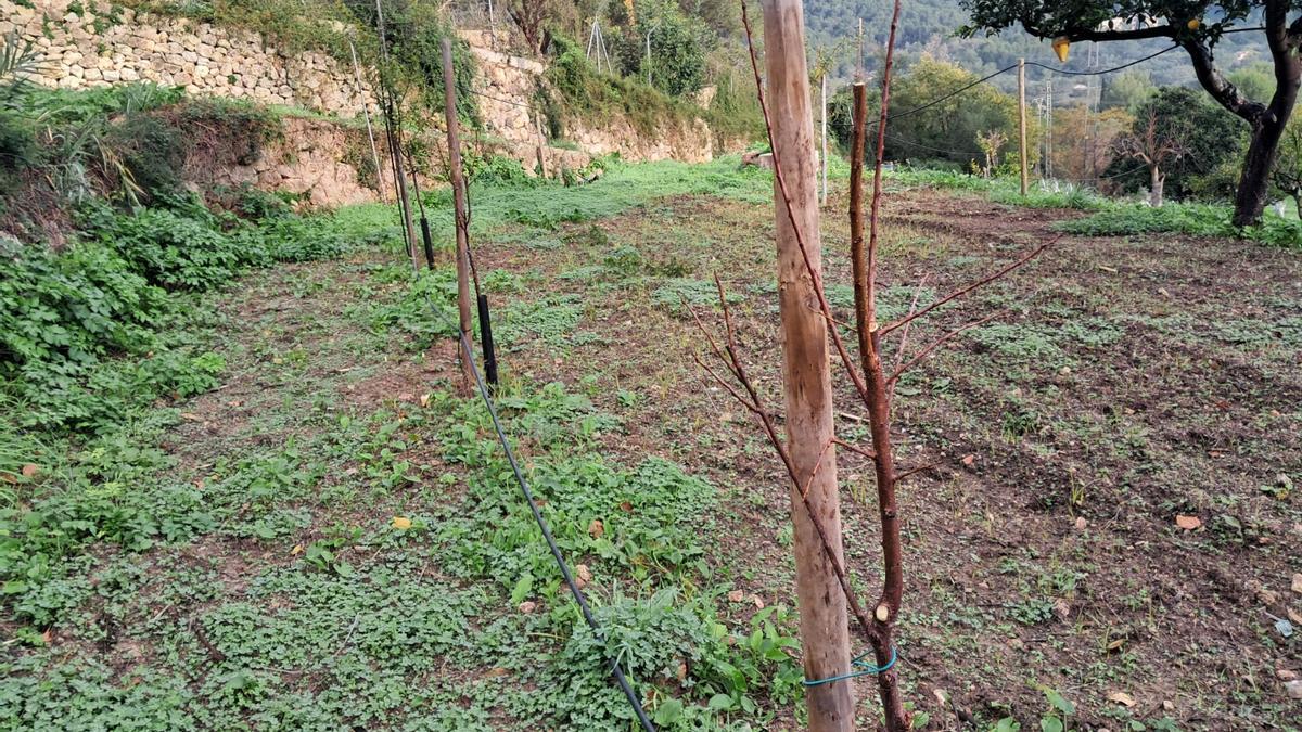 Apaema apuesta por los árboles frutales resistentes al cambio climático.