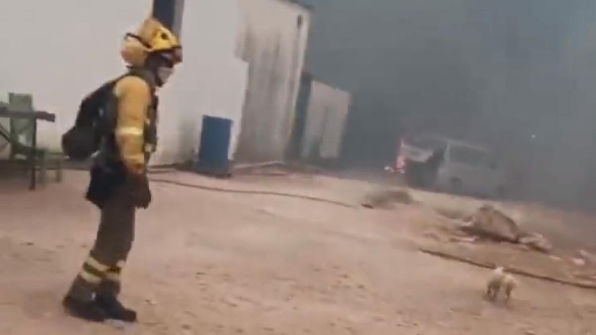 Los bomberos salvan de las llamas a unos perros en mitad del incendio de la Vall d&#039;Ebo