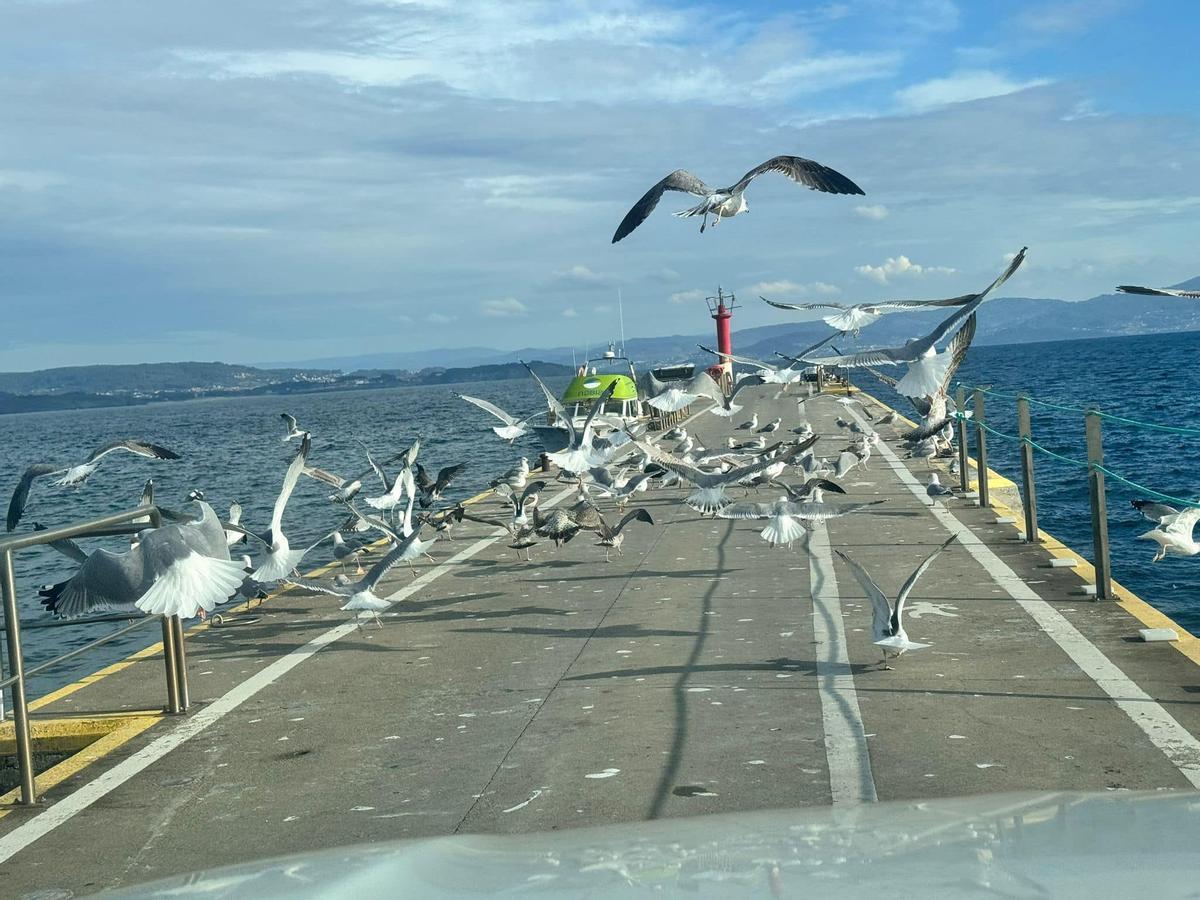 Una multitud de gaviotas recibe en el muelle de la isla de Ons, en el mes de diciembre, a uno de los barcos de la naviera Nabia.