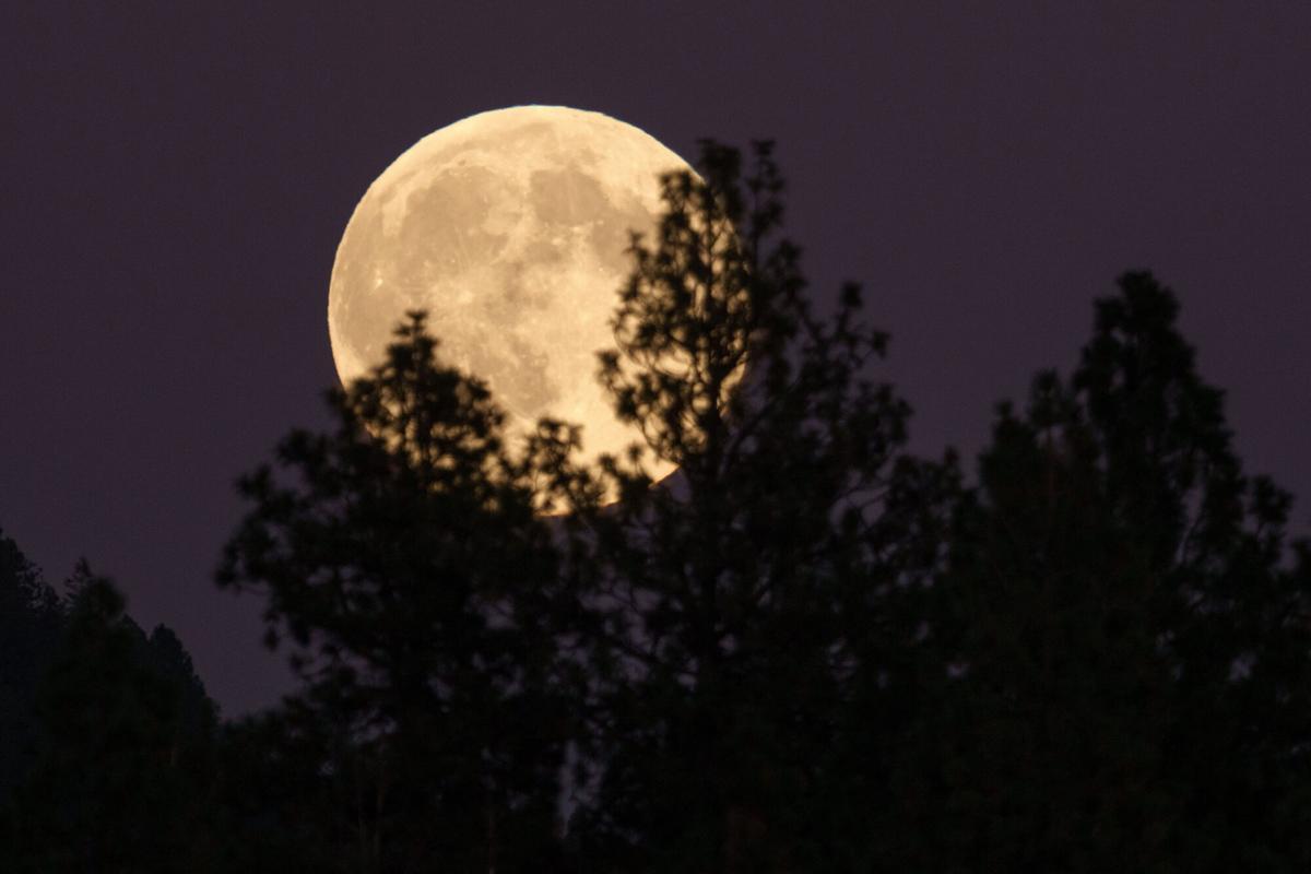 The full harvest super moon rises above trees near Moscow Mountain, Monday, Oct. 6, 2025, in Moscow, Idaho. (AP Photo/Ted S. Warren) Associated Press / LaPresse Only italy nd spain. EDITORIAL USE ONLY/ONLY ITALY AND SPAIN