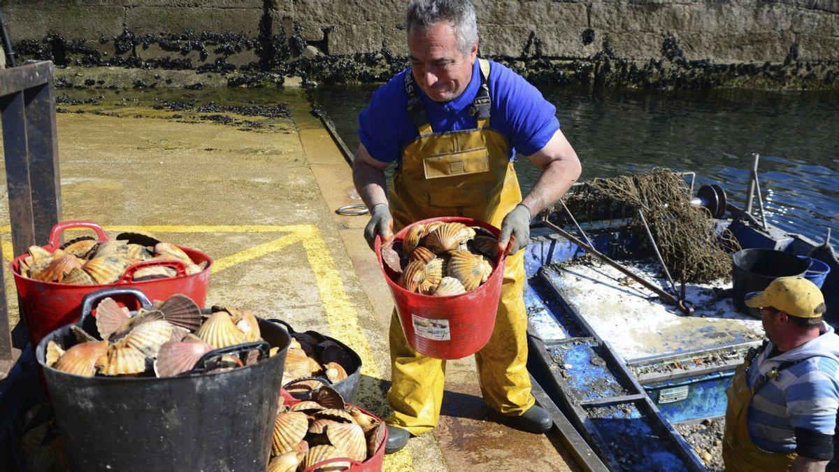 La flota de la vieira ha vuelto a faenar en Cangas