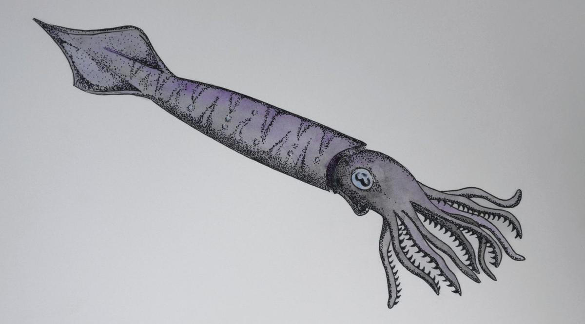 Recreación del posible aspecto de un belemnites.