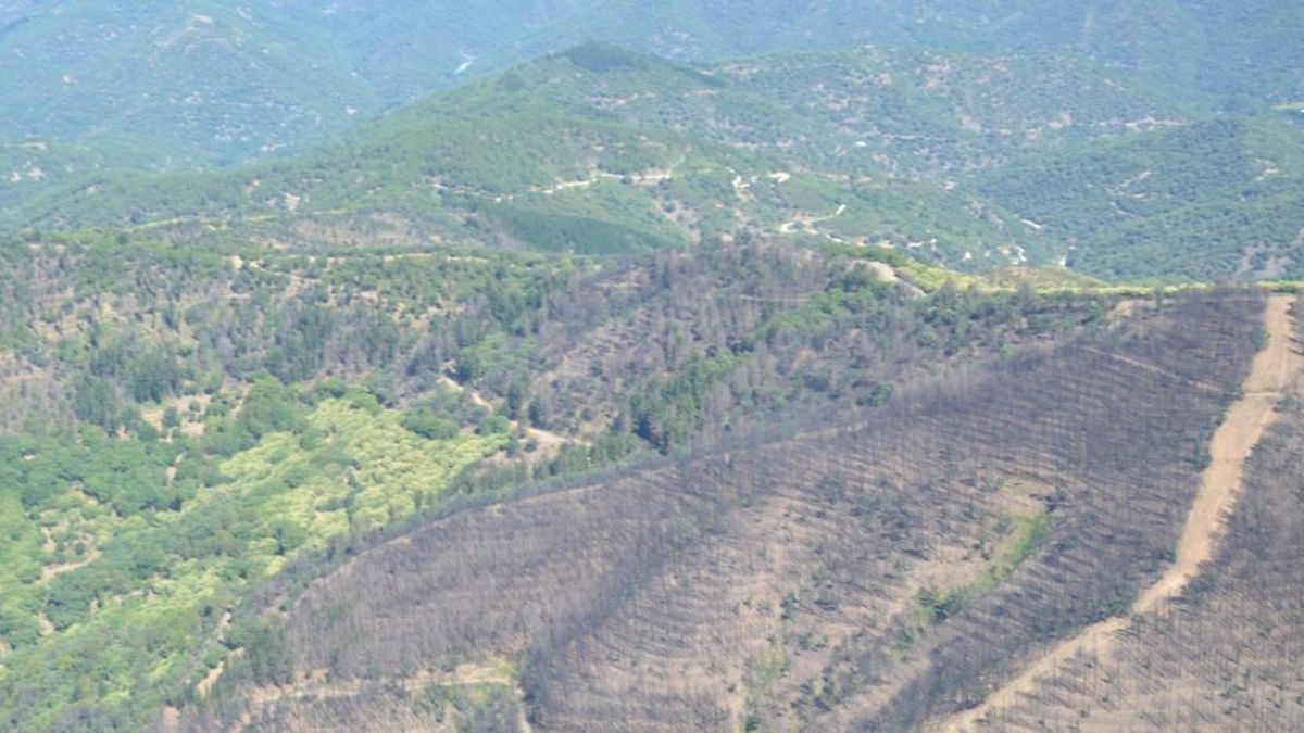 Contraste de las zonas abrasadas por el fuego y las que se mantienen verdes. / INFOCA