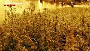 Tres detinguts en una plantació interior a Constantí amb unes 4.000 plantes de marihuana