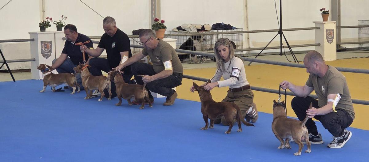 Concurso canino en la Feria del Perro. | L.O.