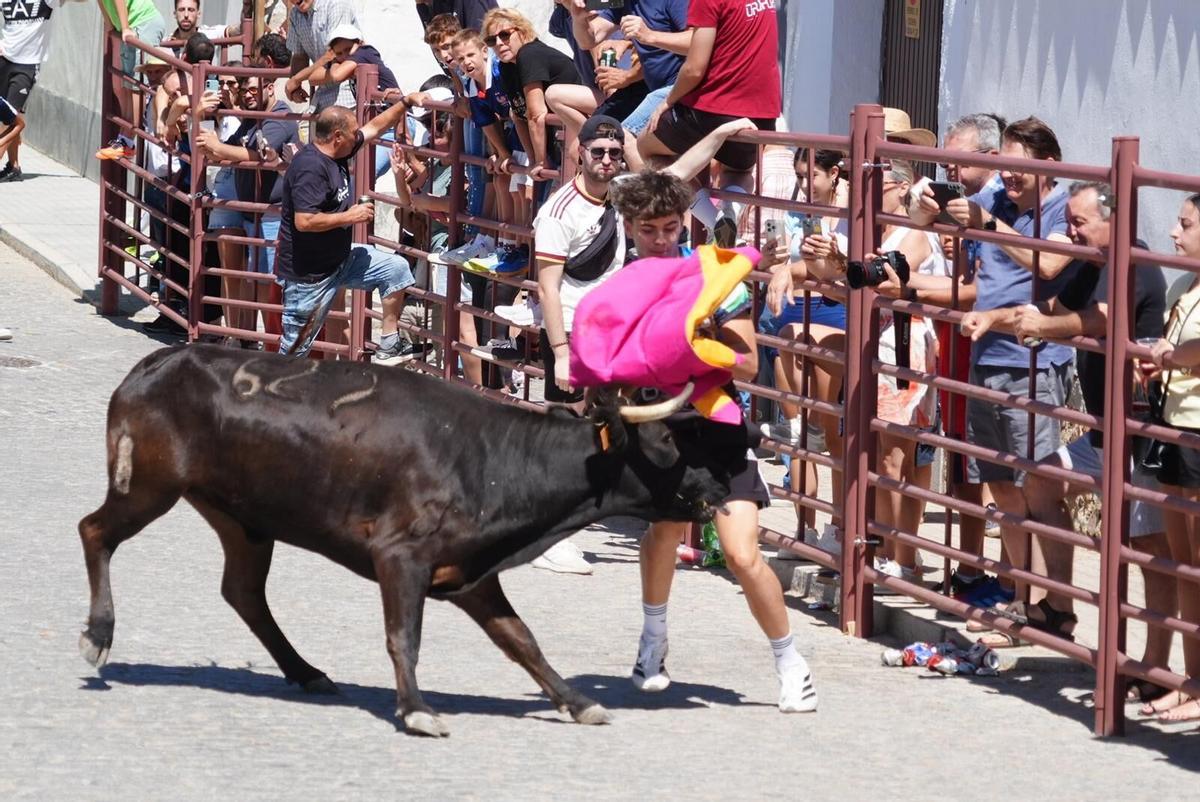 Las vaquillas vuelven tomar la calle en la feria de Añora Las vaquillas vuelven tomar la calle en la feria de Añora