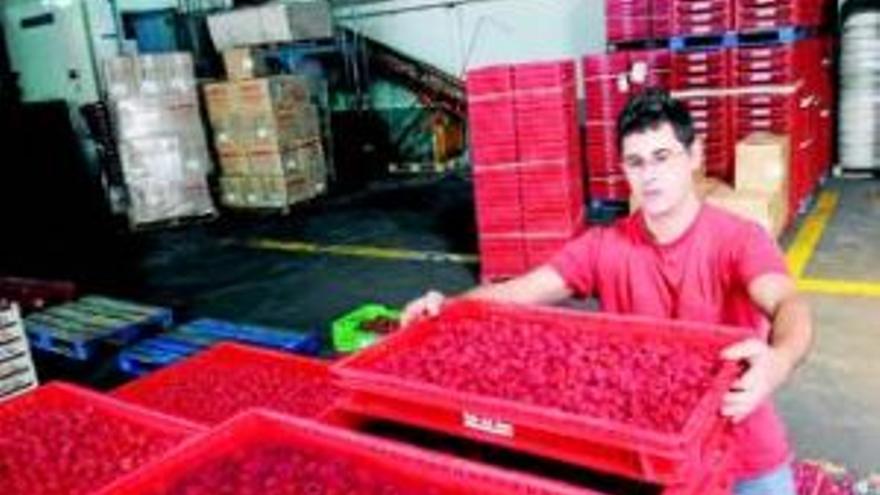 El sector frutícola valora las pérdidas por la bacteria E. Coli en más de 40 millones