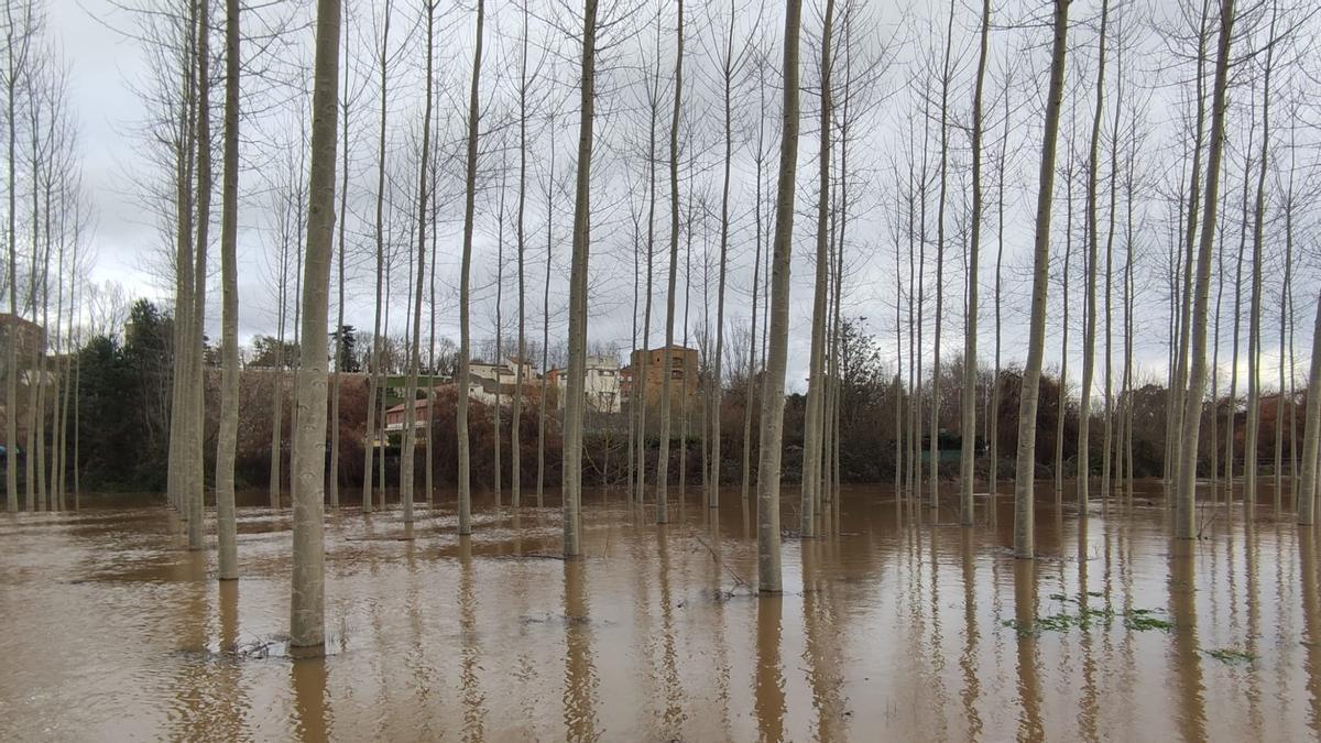 VÍDEO | Así está el Órbigo a su paso por Benavente