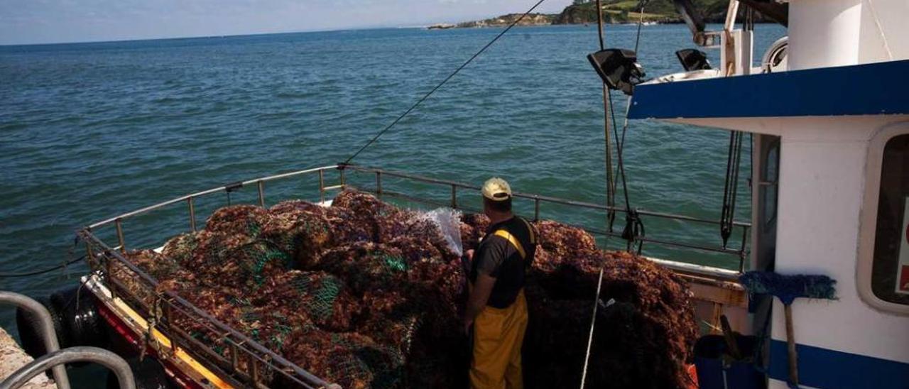 Un barco descarga ocle en el muelle viejo de Luanco en una pasada campaña.