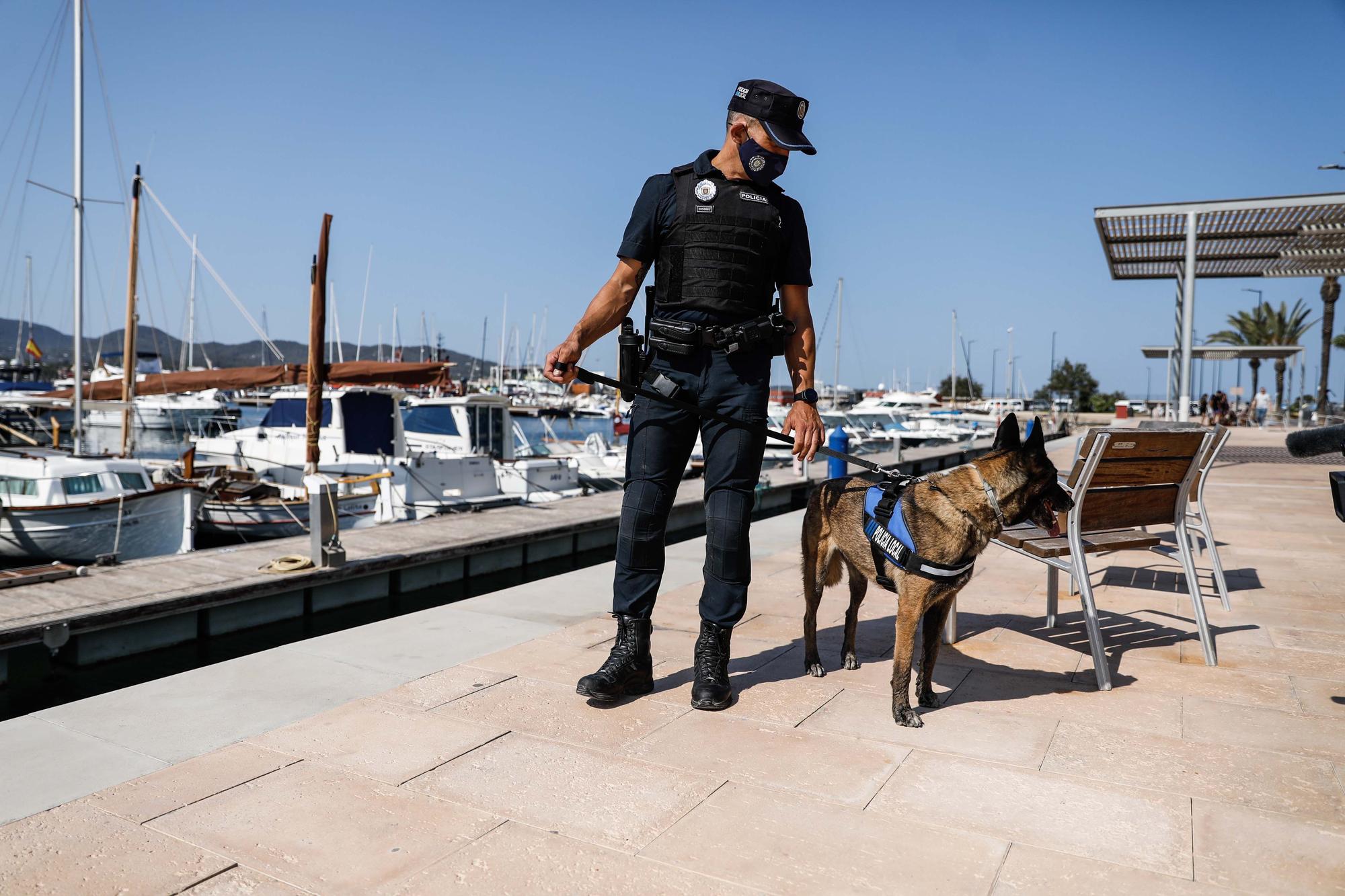 Kata y Mustang, los dos nuevos agentes caninos de Sant Antoni