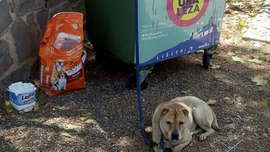 Un alguacil encontró el perro atado a un contenedor. | SERVICIO ESPECIAL