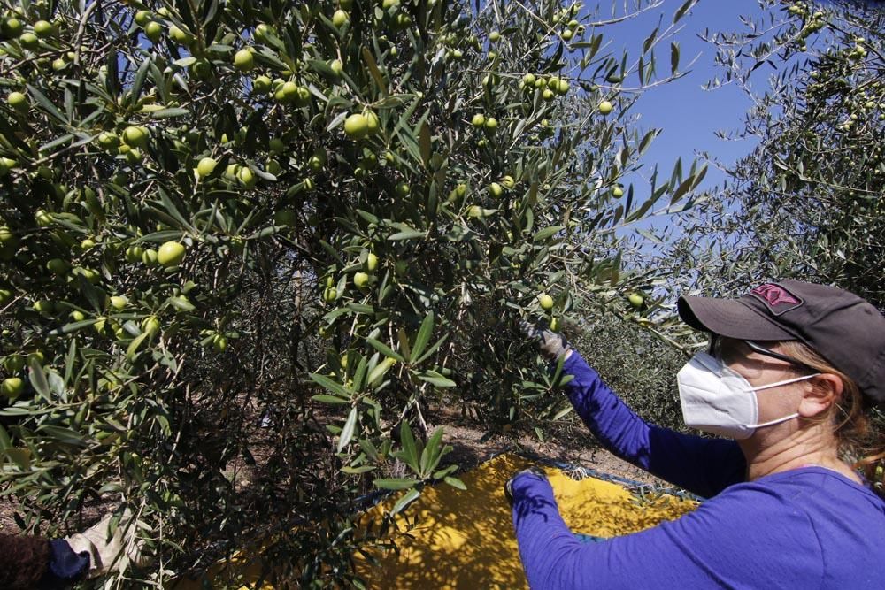 Inicio de la campaña de la aceituna en Córdoba