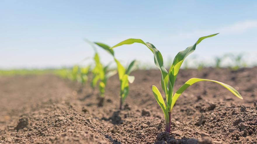 Sipcam iberia, innovación para mejorar el rendimiento del maíz