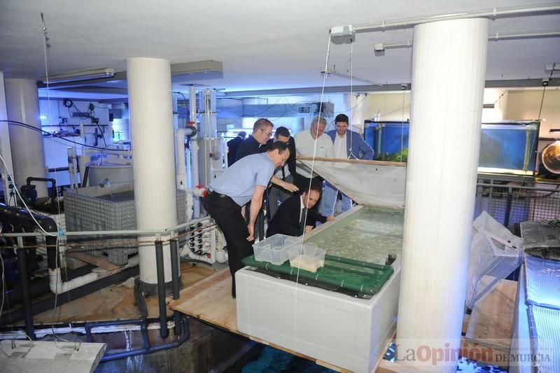 El acuario de la UMU albergará las especies emblemáticas del Mar Menor