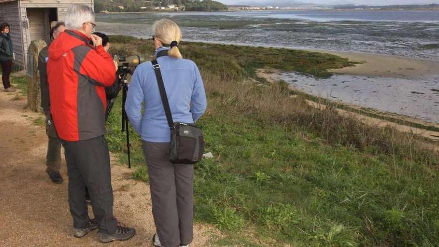 Observación de aves en el espacio intermareal de la Reserva Ornitológica de O Grove. // Muñiz