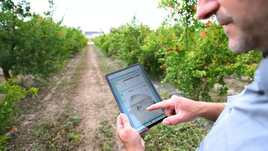 Tecnología para proteger las plantaciones en el Camp d'Elx del estrés hídrico
