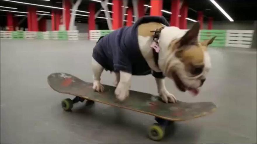 Una reina del skate molt canina