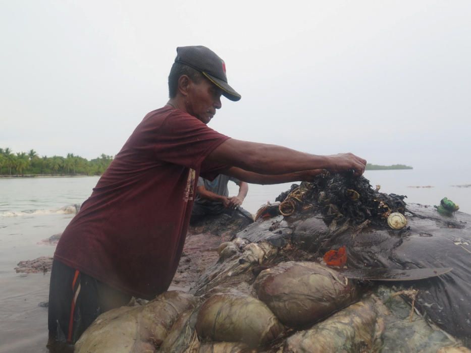 Un catxalot ple de plàstic a Indonèsia.