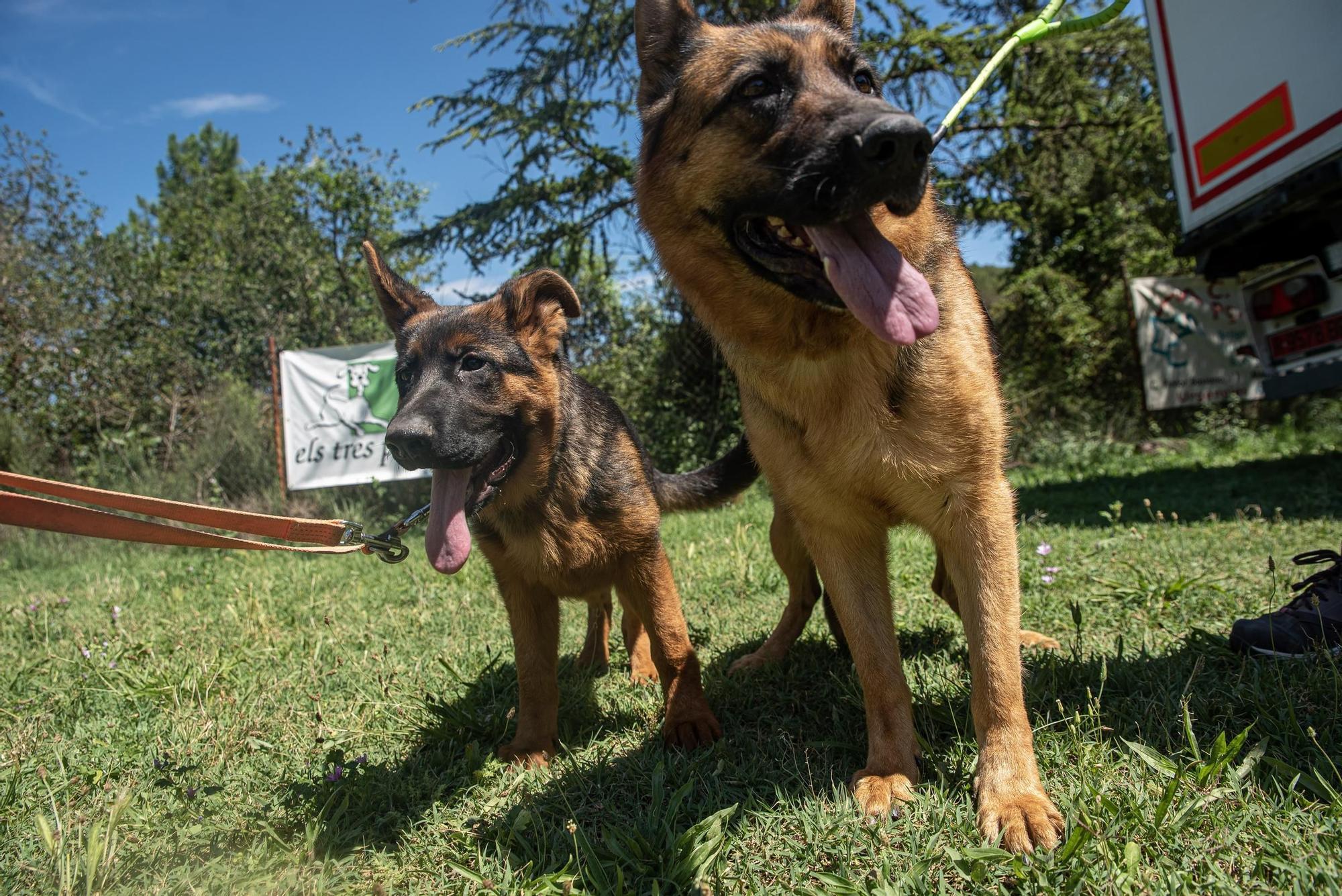 Residències canines:  Tres Pins de Balsareny