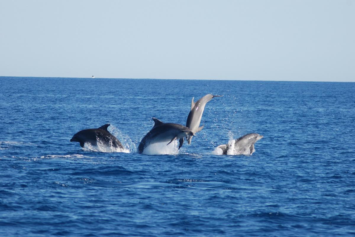 Delfines en alta mar