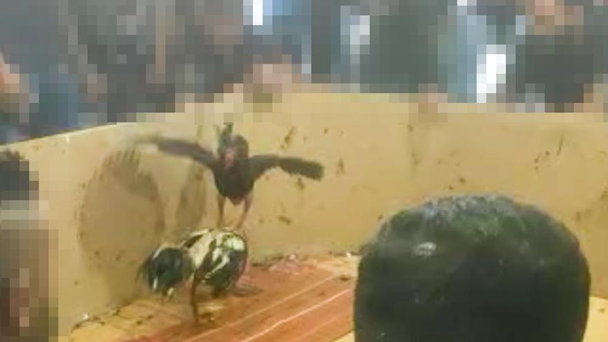 Peleas clandestinas de gallos en Crevillent