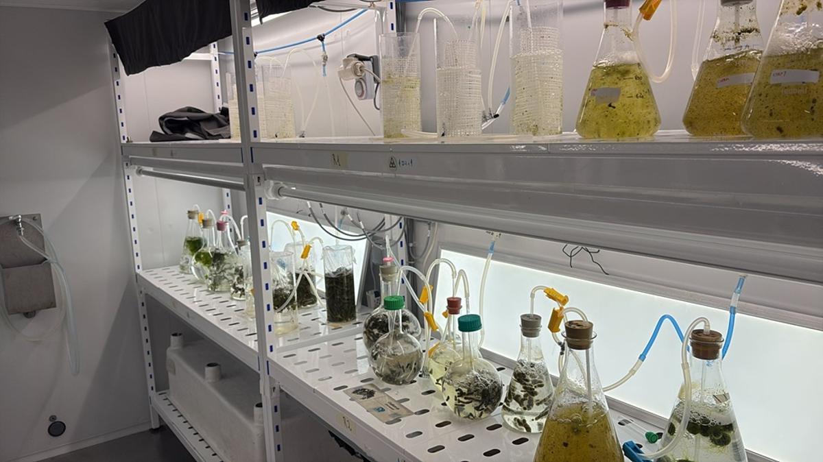 Laboratorio de Algues de Roses, donde cultivan las semillas que luego trasladan a aguas abiertas.