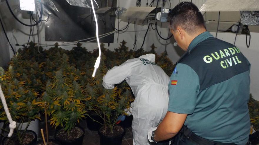 Dos agentes inspeccionan la plantación.