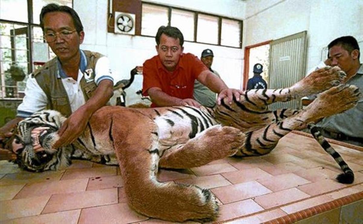 Malàisia 8 Dos oficials dedicats a la protecció de la natura mostren un tigre dissecat que ha estat decomissat. Malàisia 8 Dos oficials dedicats a la protecció de la natura mostren un tigre dissecat que ha estat decomissat.