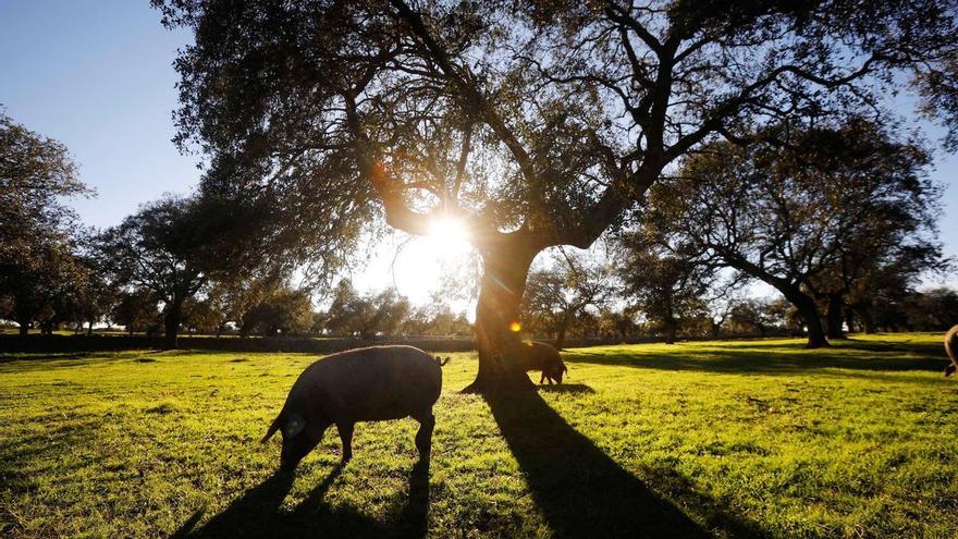 Tres años de cárcel para un agente forestal por denunciar falsamente a su hermano de hacer leña con una encina